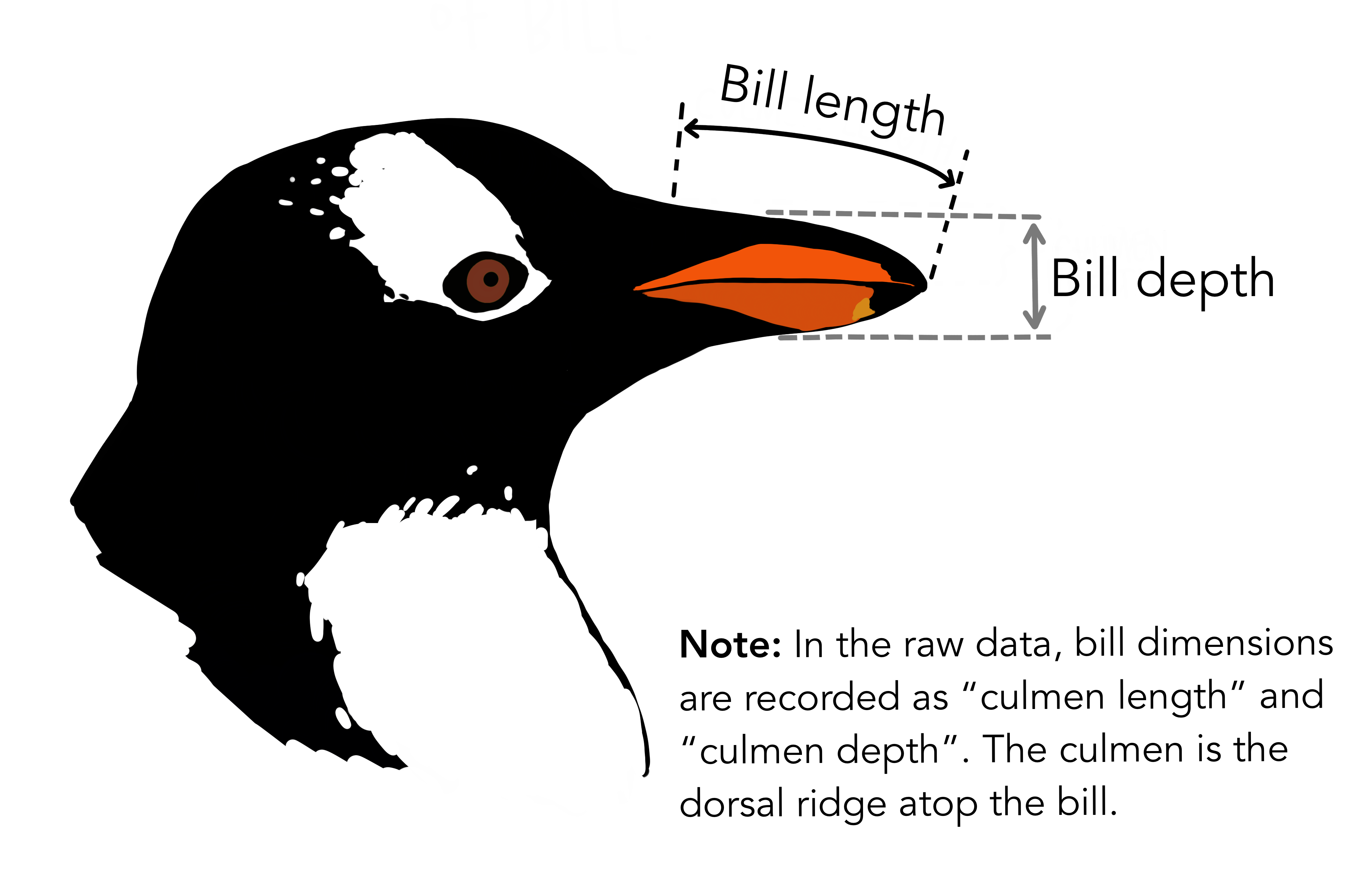 ペンギンの頭を横から見たイラスト。矢印は、くちばしの長さが付け根から先端まで上側に沿って測られること、くちばしの深さがくちばしの厚みであることを示している。注記には、生データではこれらが culmen length と culmen depth として記録されていること、culmen はくちばしの上にある背側の隆起部であることが書かれている。